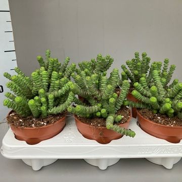 Crassula 'Hottentot'