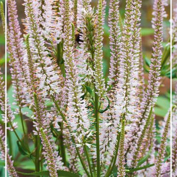 Veronicastrum virginicum 'Pink Glow'