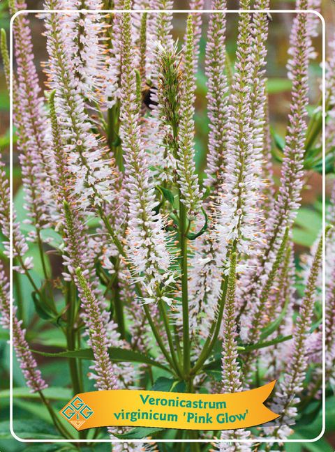 Veronicastrum virginicum 'Pink Glow'