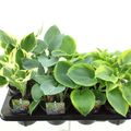Hosta MIX