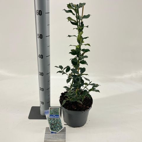 Ilex 'Nellie R. Stevens'