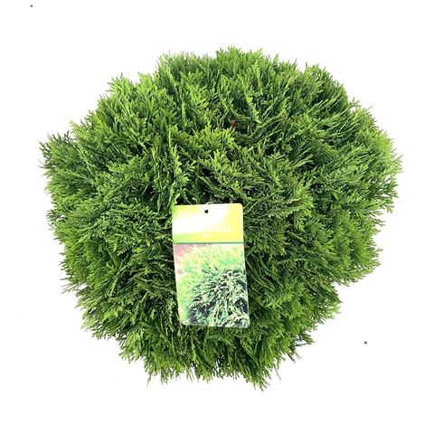 Thuja occidentalis 'Danica'