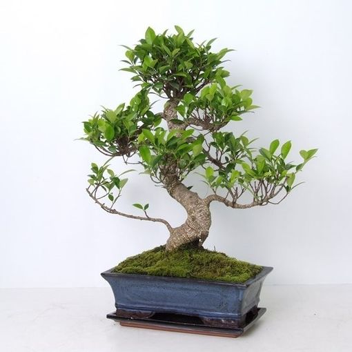 Ficus retusa (Trendy Bonsai BV)