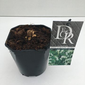 Dicentra spectabilis 'Alba'