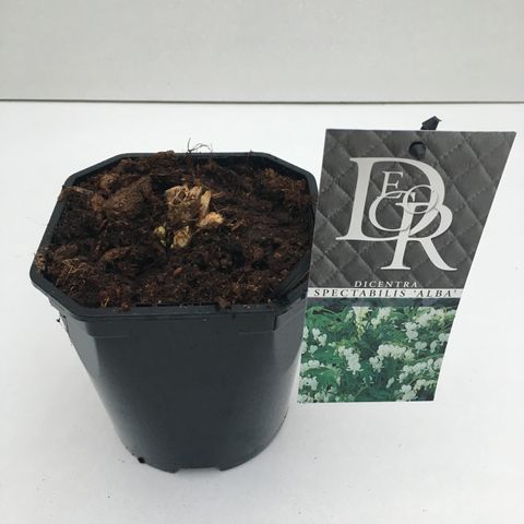 Dicentra spectabilis 'Alba'