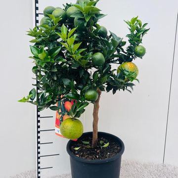 Citrus aurantium 'Chinotto'