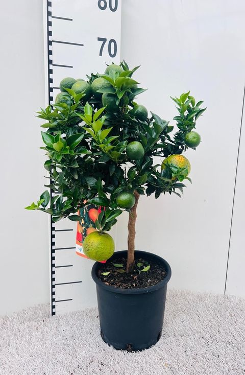 Citrus aurantium 'Chinotto'