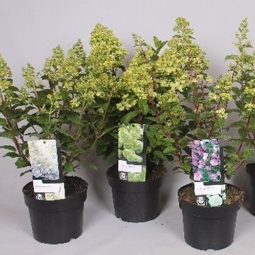 Hydrangea paniculata MIX