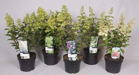 Hydrangea paniculata MIX