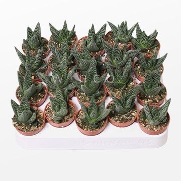 x Gasterhaworthia 'Royal Highness'