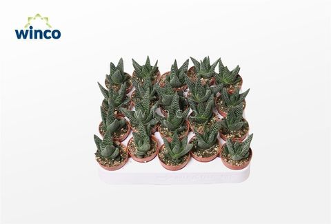 x Gasterhaworthia 'Royal Highness'