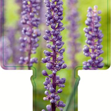 Liriope muscari 'Moneymaker'