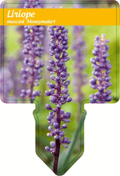 Liriope muscari 'Moneymaker'