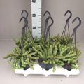 Crassula 'Hottentot'
