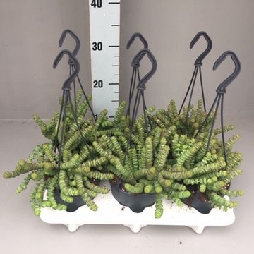 Crassula 'Hottentot'