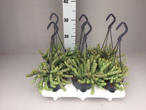 Crassula 'Hottentot'