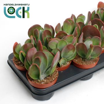 Kalanchoe thyrsiflora 'Oricula'