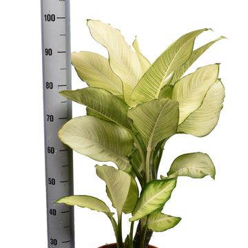 Dieffenbachia 'Tropic Marianne'