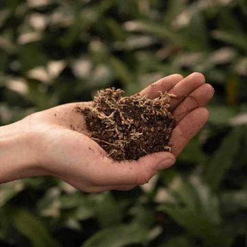 Substrates CARNIVOROUS MIX