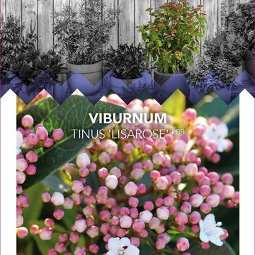 Viburnum tinus 'Lisarose'