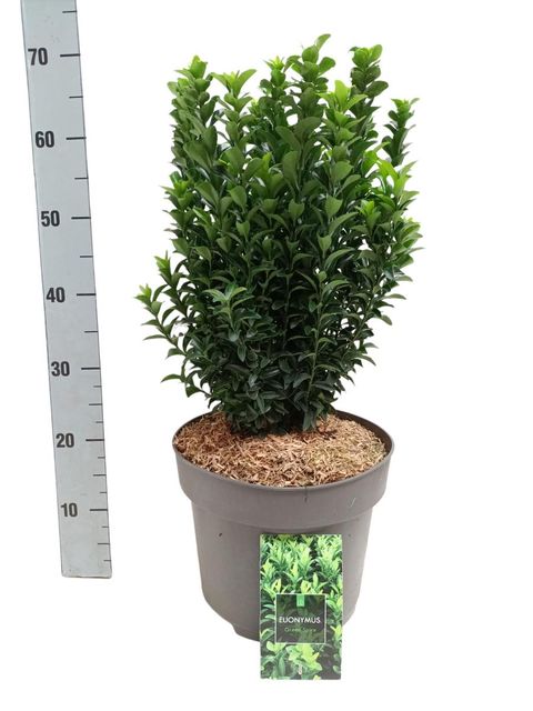 Euonymus japonicus 'Green Spire'