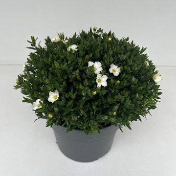 Arenaria montana