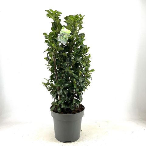 Prunus laurocerasus 'Ani'