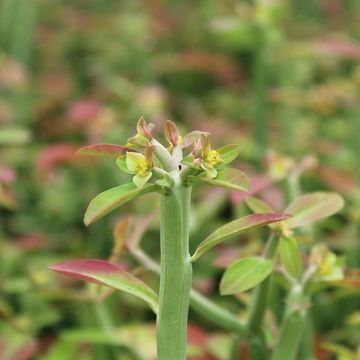 Euphorbia phosphorea