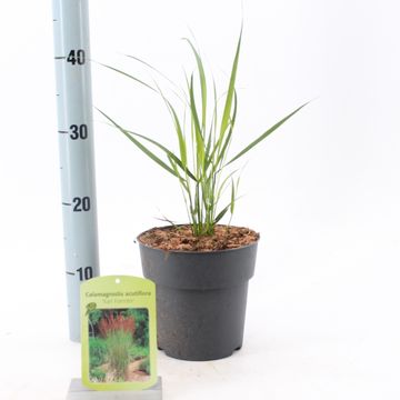 Calamagrostis x acutiflora 'Karl Foerster'