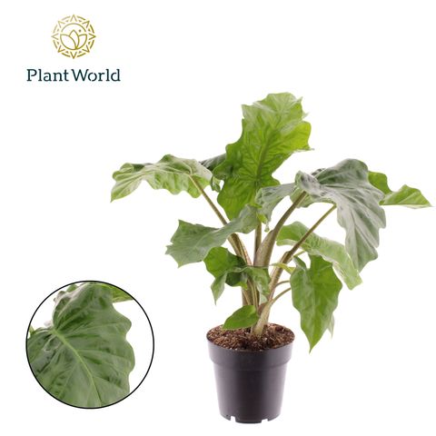 Alocasia 'Low Rider'