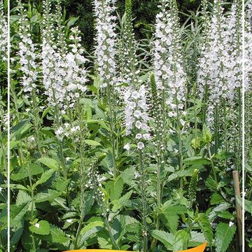 Veronica spicata 'Icicle'