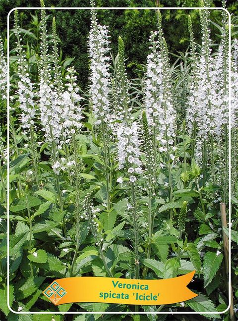 Veronica spicata 'Icicle'