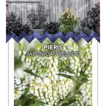 Pieris japonica 'Prelude'