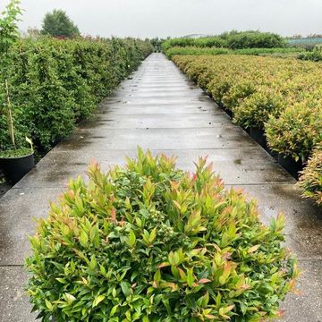Leucothoe 'Zeblid'