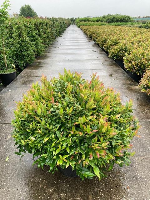 Leucothoe 'Zeblid'