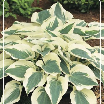 Hosta 'Firn Line'