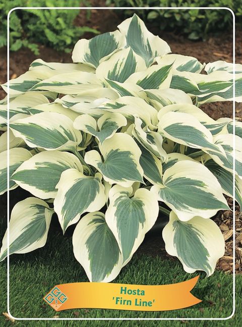 Hosta 'Firn Line'