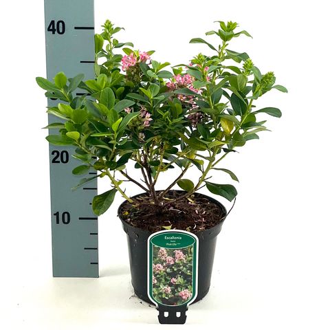 Escallonia laevis PINK ELLE