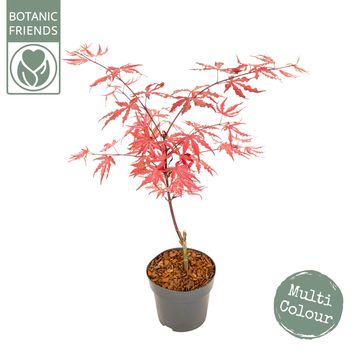 Acer palmatum 'Amagi-shigure'