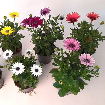 Osteospermum MIX