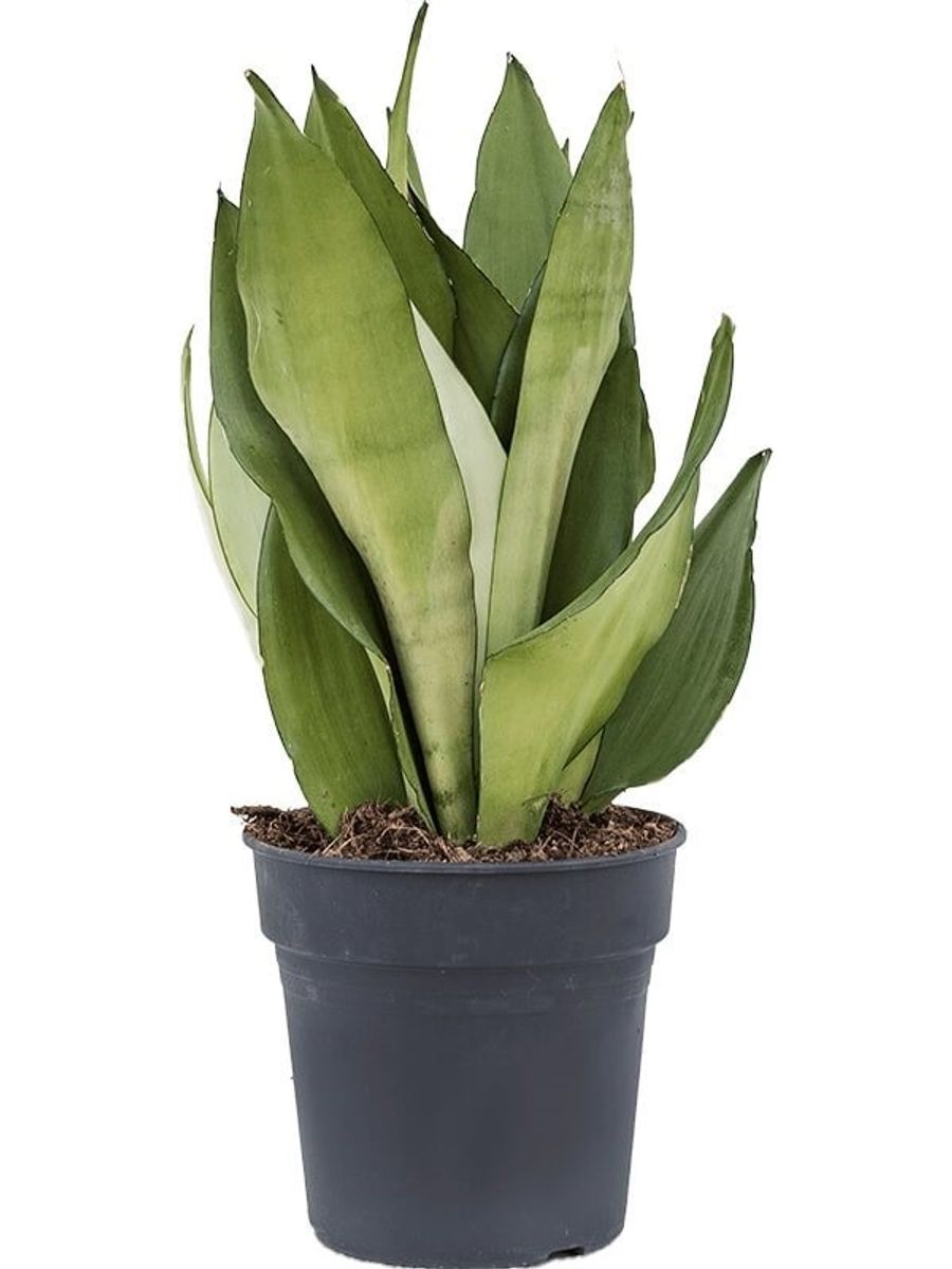 Sansevieria Trifasciata Moonshine — Plant Wholesale Floraccess 