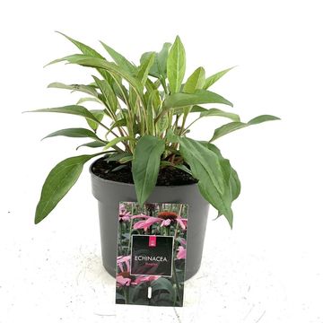 Echinacea purpurea 'Magnus'