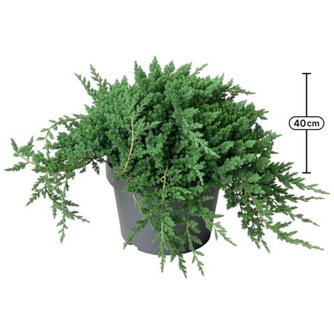 Juniperus procumbens 'Nana'