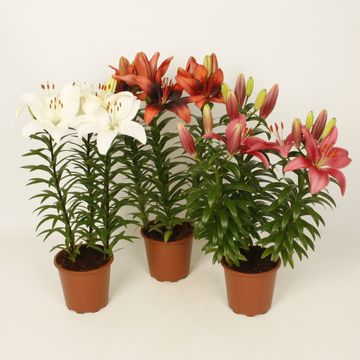 Lilium MIX