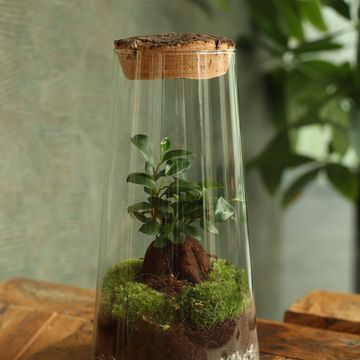 Arrangement Terrarium