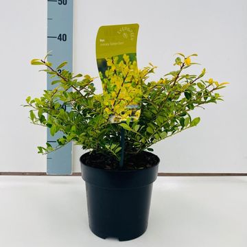 Ilex crenata 'Golden Gem'