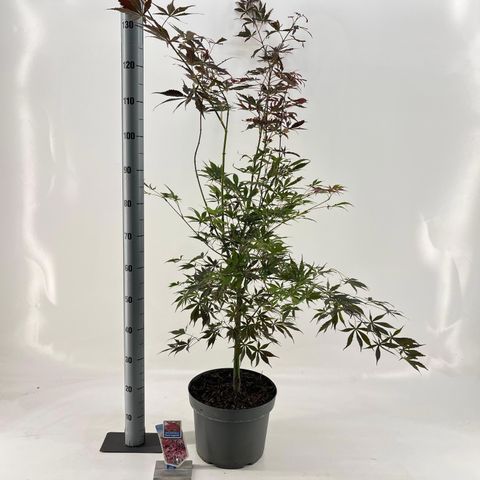 Acer palmatum 'Sumi-nagashi'