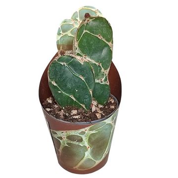 Opuntia zebrina reticulata 'Cobra'