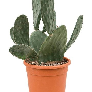 Opuntia ficus-indica