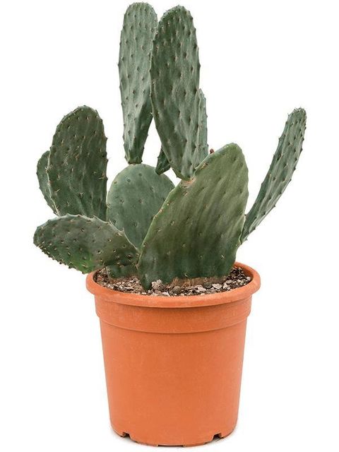 Opuntia ficus-indica